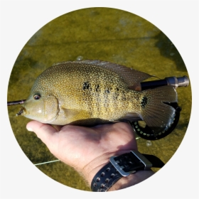 Cichlid - Circle - Pomacentridae, HD Png Download, Transparent PNG
