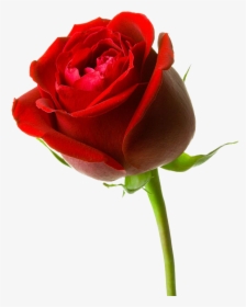 Download Mawar Merah Clipart - Gulab Ka Phool Png, Transparent Png, Transparent PNG