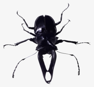 Bug Png Image - Bugs Png, Transparent Png, Transparent PNG