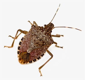 Brown Marmorated Stinkbug, HD Png Download, Transparent PNG