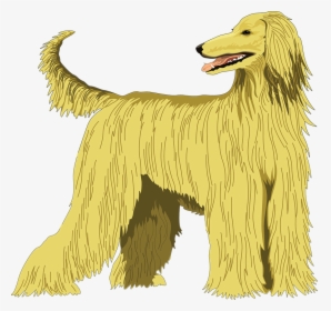 Afghan Hound Clipart, HD Png Download, Transparent PNG