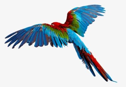 Hummingbird Clipart Rainforest Bird - Colorful Flying Birds Png, Transparent Png, Transparent PNG
