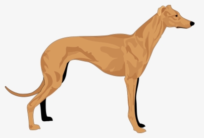 Hound Clipart, HD Png Download, Transparent PNG