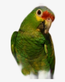 #chile #bird #birb #freetoedit - Budgie, HD Png Download, Transparent PNG