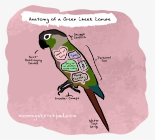 Green Cheeked Conure Drawing, HD Png Download, Transparent PNG