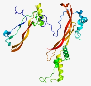Protein Nog Pdb 1m4u - Proteina Nogina, HD Png Download, Transparent PNG