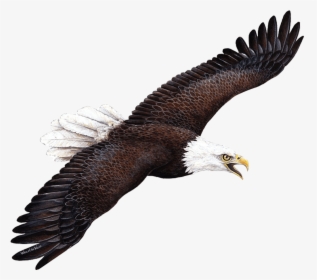 Wallsofthewild Giant Eagle Wall Sticker , Png Download - Walls Of The Wild, Transparent Png, Transparent PNG