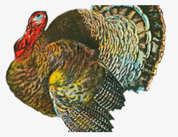 Thanksgiving Png Transparent Images - Turkey, Png Download, Transparent PNG