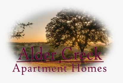 Alder Creek Tree Feathered Image With La - Poster, HD Png Download, Transparent PNG