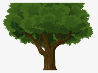Transparent Banyan Tree Clipart - Tree Drawing Png, Png Download, Transparent PNG