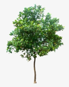 Realistic Tree Png Photo - Tree Png High Resolution, Transparent Png, Transparent PNG