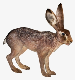 Jack Rabbit Rabit - Black-tailed Jackrabbit, HD Png Download, Transparent PNG