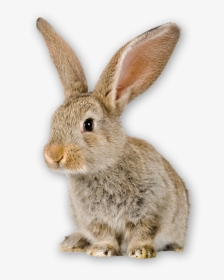 Bunny - Can Rabbits Not Eat, HD Png Download, Transparent PNG