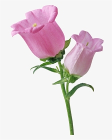 Pink Single Bellflower Transparent - Flowers, HD Png Download, Transparent PNG