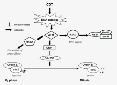 Ataxia Telangiectasia Mutated Pathway, HD Png Download, Transparent PNG