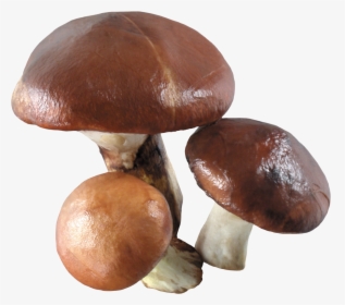 Mushroom Png Image - White Mushroom White Background, Transparent Png, Transparent PNG