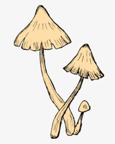 Mushroom Drawing 6 - Agaricaceae, HD Png Download, Transparent PNG