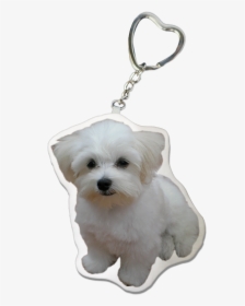 Maltese Dog Keychain - Maltese, HD Png Download, Transparent PNG