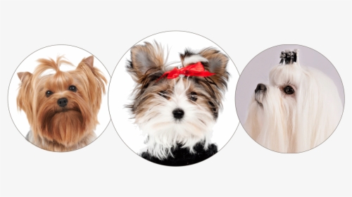 Morkie, Yorkie And Maltese - Morkie, HD Png Download, Transparent PNG