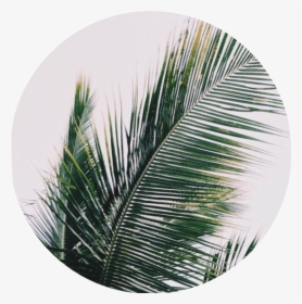 #plant #palmtree #nature #plants #leaves #leaf #tumblr - Plants Iphone Home Screen, HD Png Download, Transparent PNG