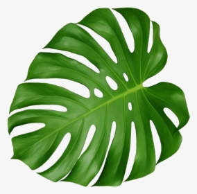 Leaf Swiss Cheese Plant, HD Png Download, Transparent PNG