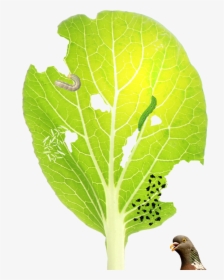 Chard, HD Png Download, Transparent PNG