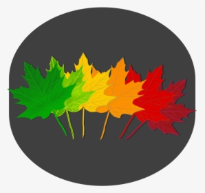Tree,plant,leaf - Maple Leaf Shades, HD Png Download, Transparent PNG