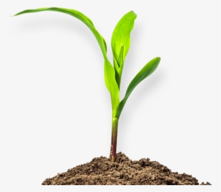 Transparent Soil Clipart - Mud Plant Png, Png Download, Transparent PNG