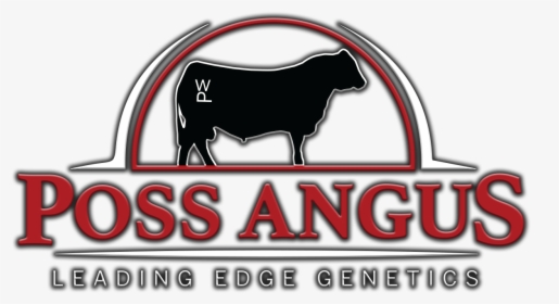 Poss Angus - Bull, HD Png Download, Transparent PNG