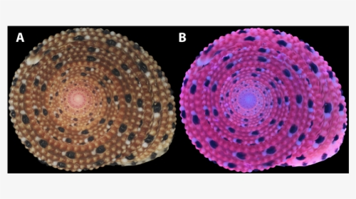 Two Mollusc Shells - Circle, HD Png Download, Transparent PNG