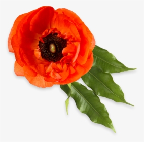 Oriental Poppy, HD Png Download, Transparent PNG