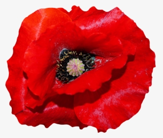 Remembrance Day Poster Template, HD Png Download, Transparent PNG
