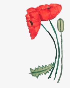 Poppy, HD Png Download, Transparent PNG