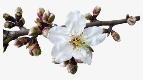 Almond Blossom Png, Transparent Png, Transparent PNG