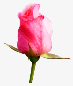 Bud Drawing Pink Rose - Pink Rose Bud Drawing, HD Png Download, Transparent PNG