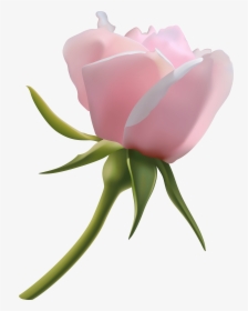 Beautiful Pink Rose Bud Png Clipart Image, Transparent Png, Transparent PNG