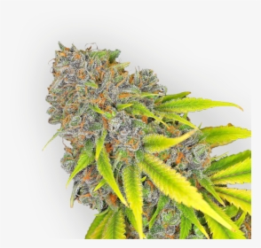 Cannabis , Png Download - Cannabis Buds Png, Transparent Png, Transparent PNG