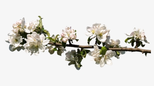 Spring Bloom Png, Transparent Png, Transparent PNG