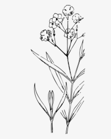 Oleander Svg Clip Arts - White Flower Png Drawing, Transparent Png, Transparent PNG