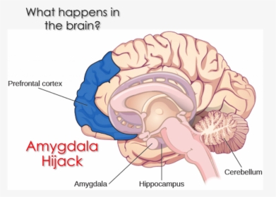 What Is An Amygdala Hijack In The Brain - Thalamus On Brain, HD Png Download, Transparent PNG