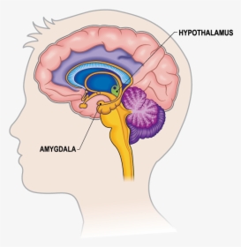 Limbic System In Brain, HD Png Download, Transparent PNG