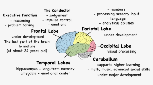 Parts Of The Brain And What They, HD Png Download, Transparent PNG