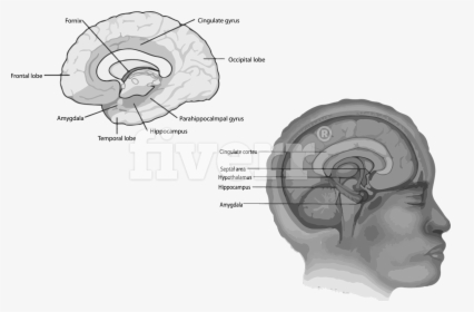 Hippocampus In Your Brain , Png Download - Brain Regions Limbic System, Transparent Png, Transparent PNG