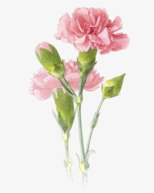 Picture - Carnation Flower Painting, HD Png Download, Transparent PNG