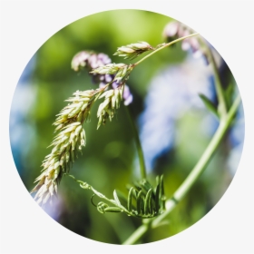 Soft Meadow Grass - Close-up, HD Png Download, Transparent PNG