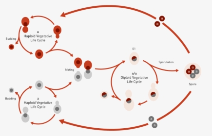 What Is Yeast Yeast Life Cycle, HD Png Download, Transparent PNG