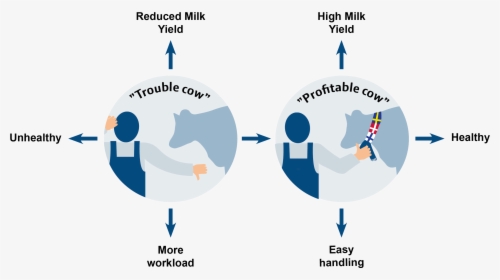 Cattle Milk Production Diagram, HD Png Download, Transparent PNG