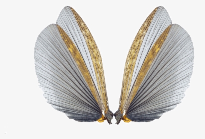 Insect Wings, HD Png Download, Transparent PNG