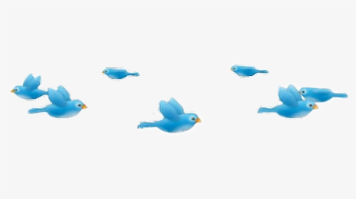 #passarinhos #bird #passarosvoando #tumblr #collage - Blue Heart Photo Booth, HD Png Download, Transparent PNG