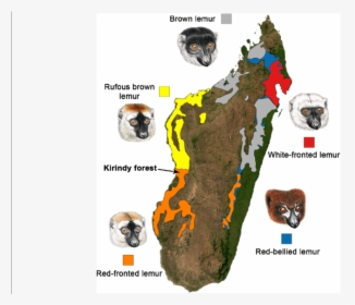 Map Of Madagascar Showing The Distribution Of Eulemur - Bengal Tiger, HD Png Download, Transparent PNG